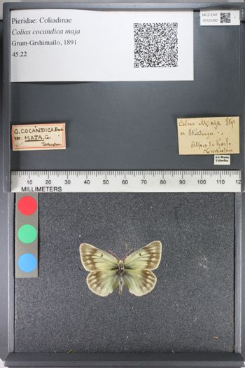 Media type: image;   Entomology 125390